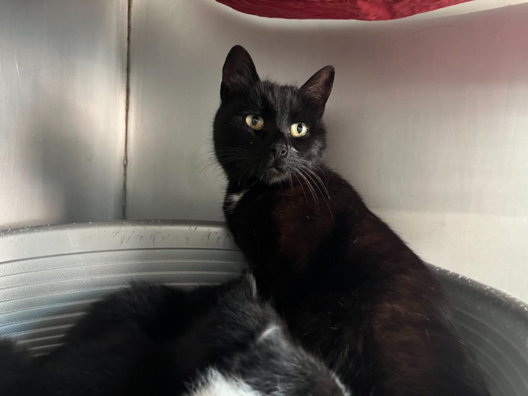 Grenouille - Chat Européen à adopter