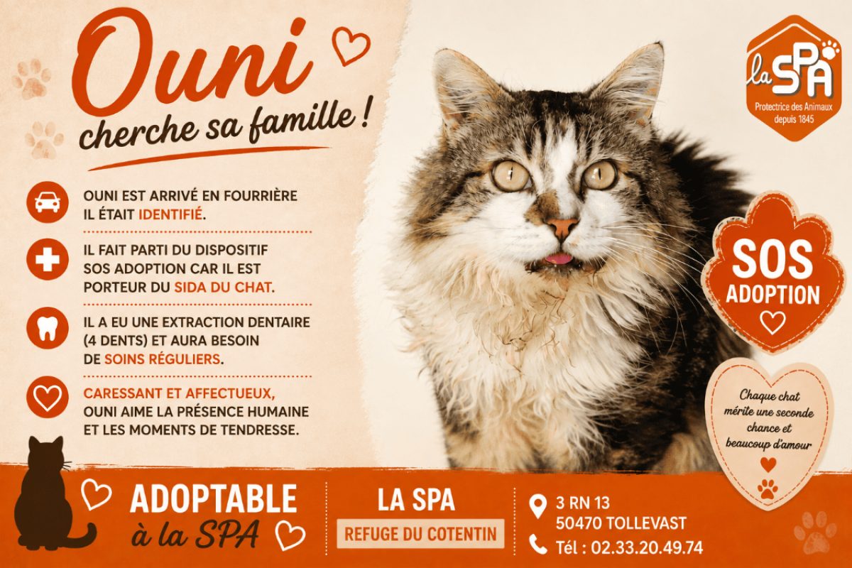Ouni - Chat Européen à adopter