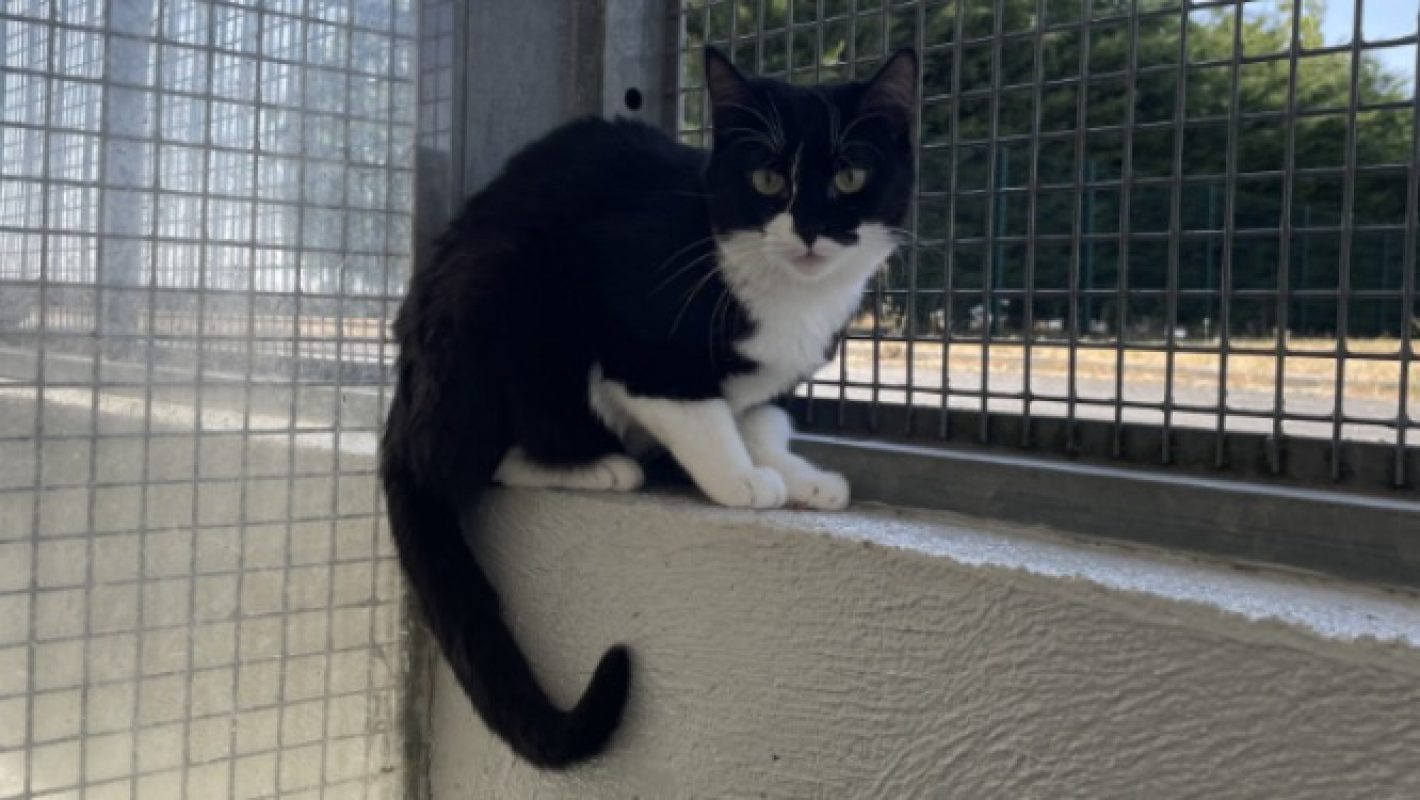 Lazarus - Chat Européen à adopter