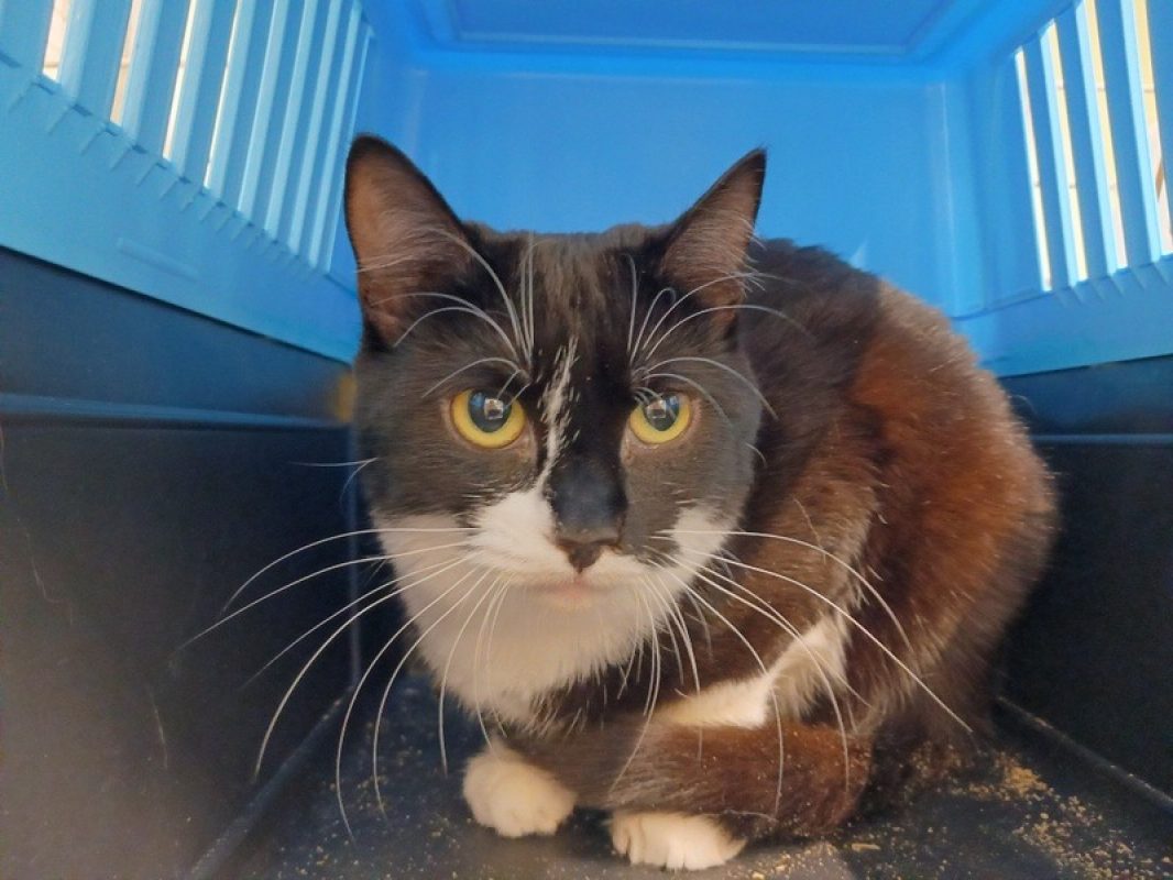 Lazarus - Chat Européen à adopter - photo 2