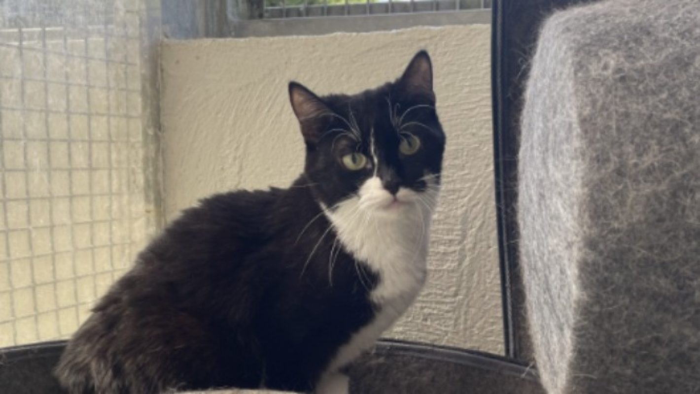 Lazarus - Chat Européen à adopter - photo 3