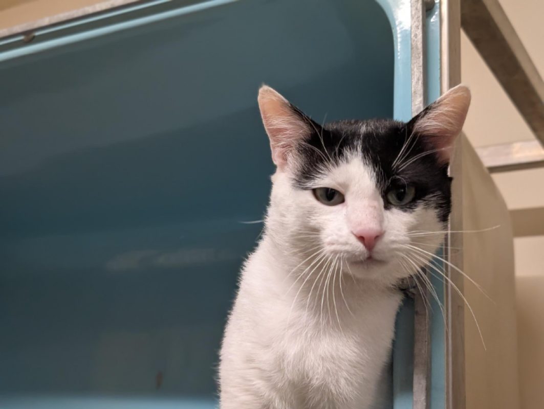 Diego - Chat Européen à adopter