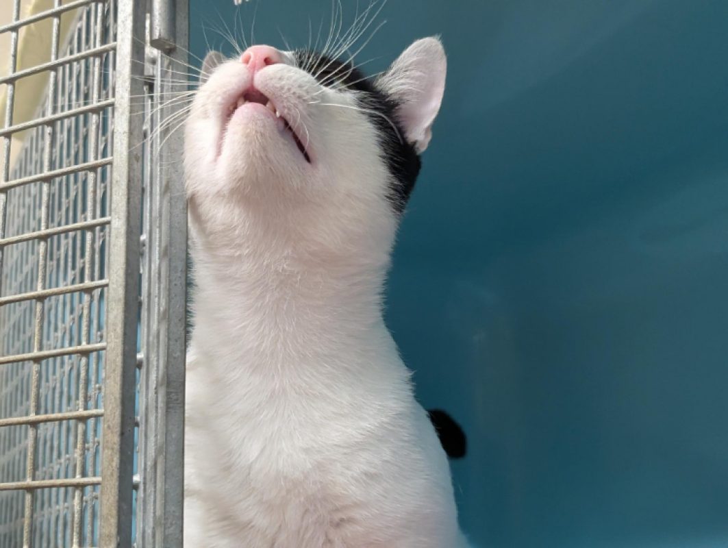 Diego - Chat Européen à adopter - photo 2