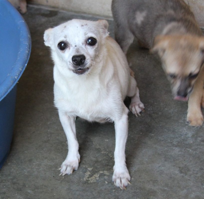 Maa - Chien à adopter