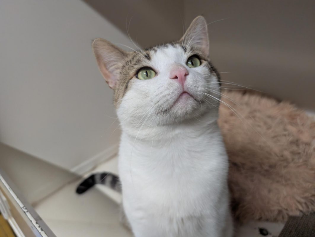 Chiffon - Chat Européen à adopter