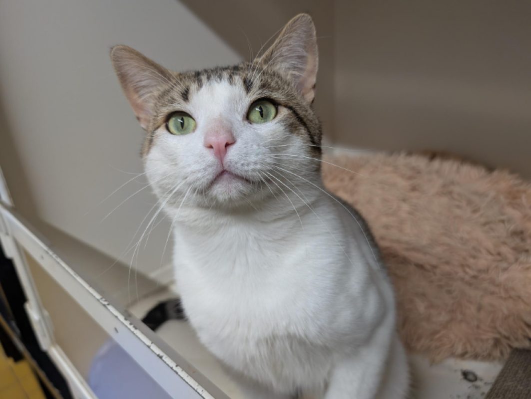 Chiffon - Chat Européen à adopter - photo 2
