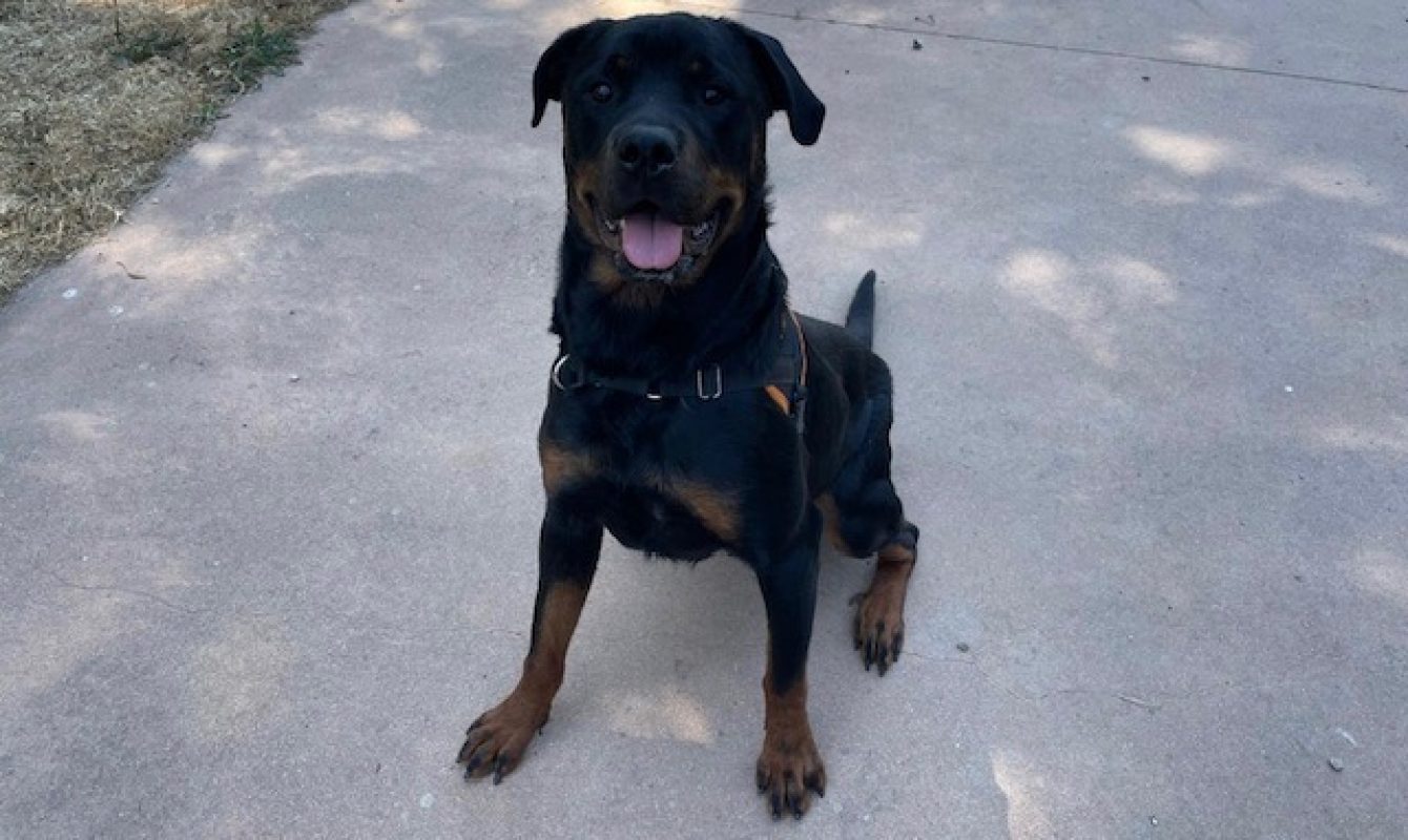 Naya - Chien Rottweiler à adopter