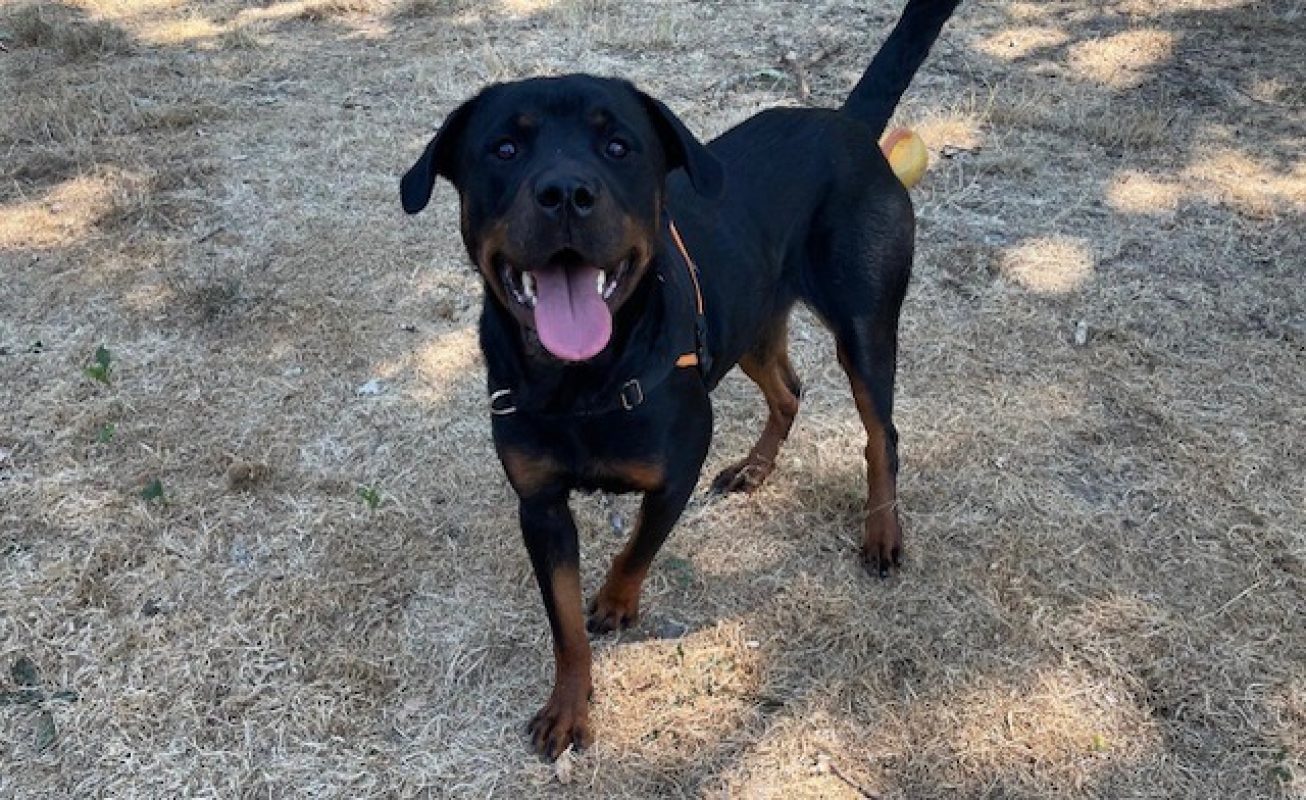 Naya - Chien Rottweiler à adopter - photo 2