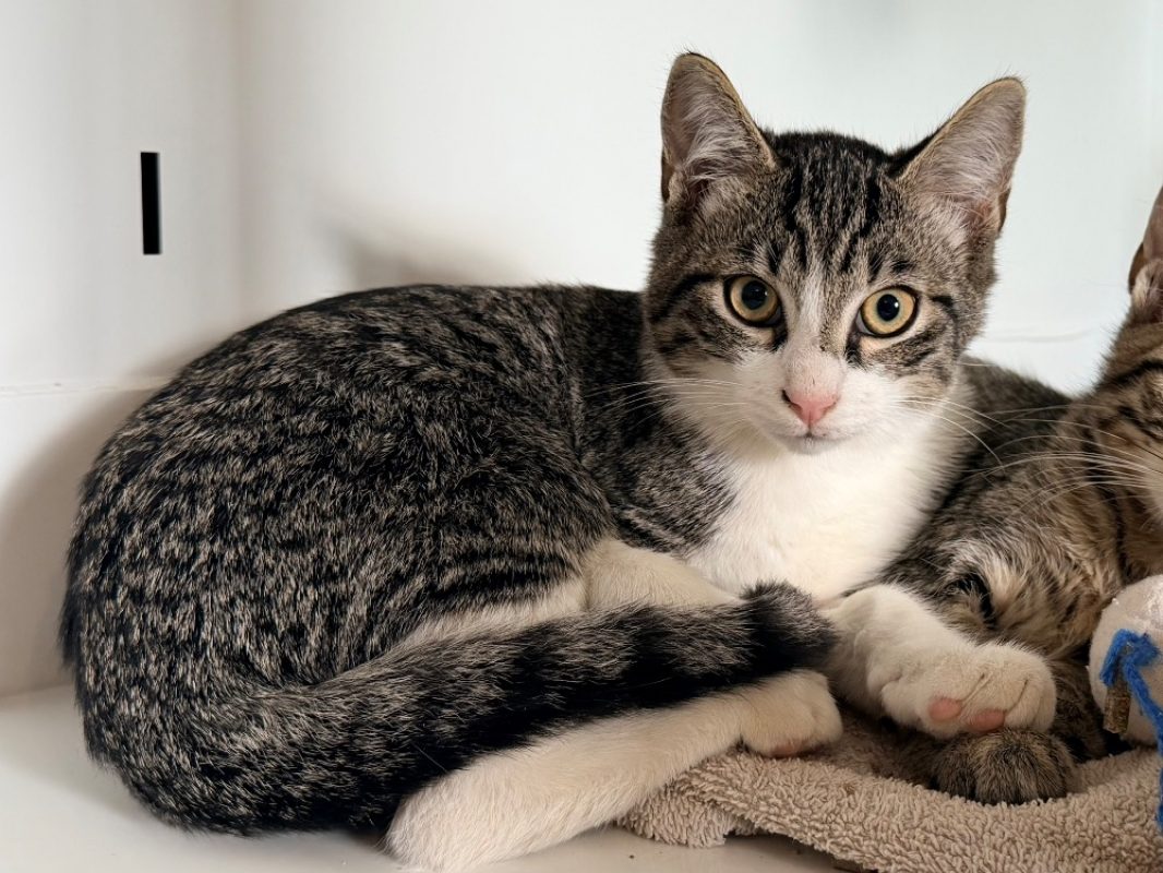Dorset - Chat Européen à adopter