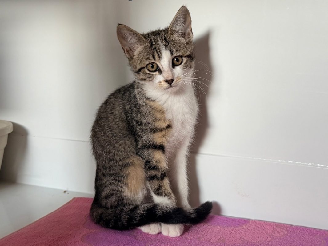 Texel - Chat Européen à adopter