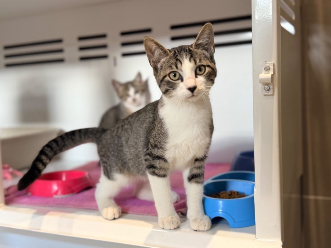 Quessant - Chat Européen à adopter