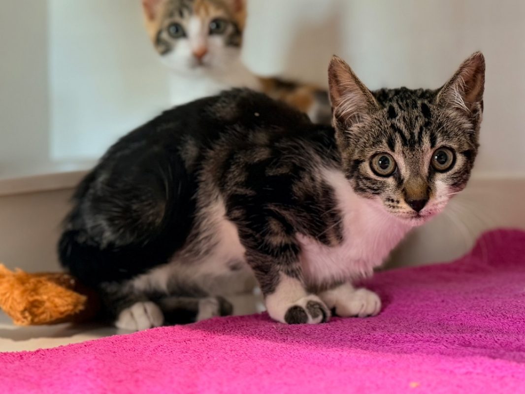 Crunch - Chat Européen à adopter
