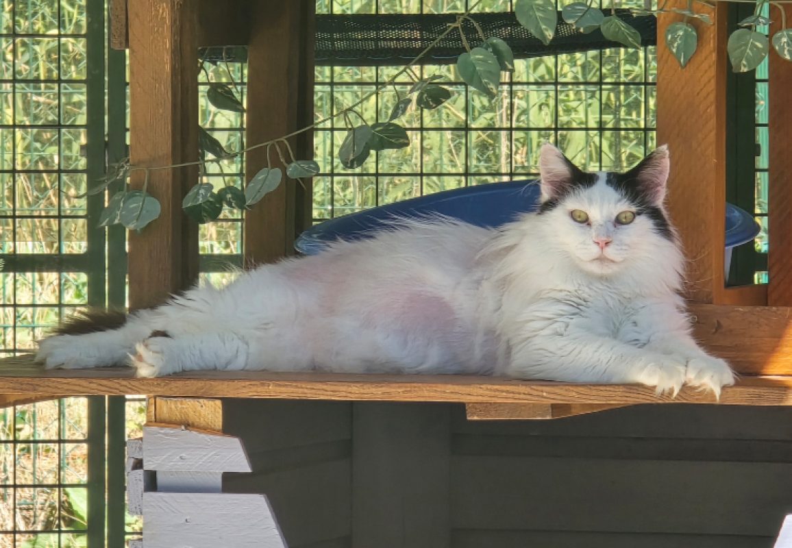 Boxeur - Chat Européen à adopter