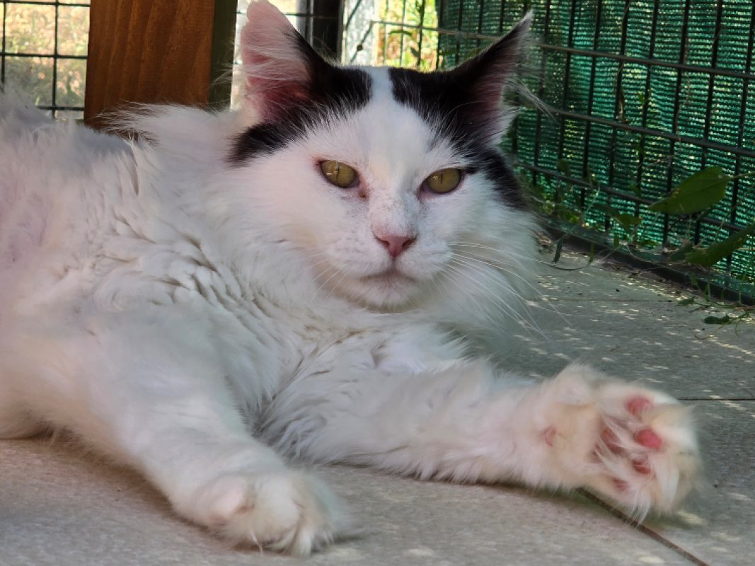 Boxeur - Chat Européen à adopter - photo 2