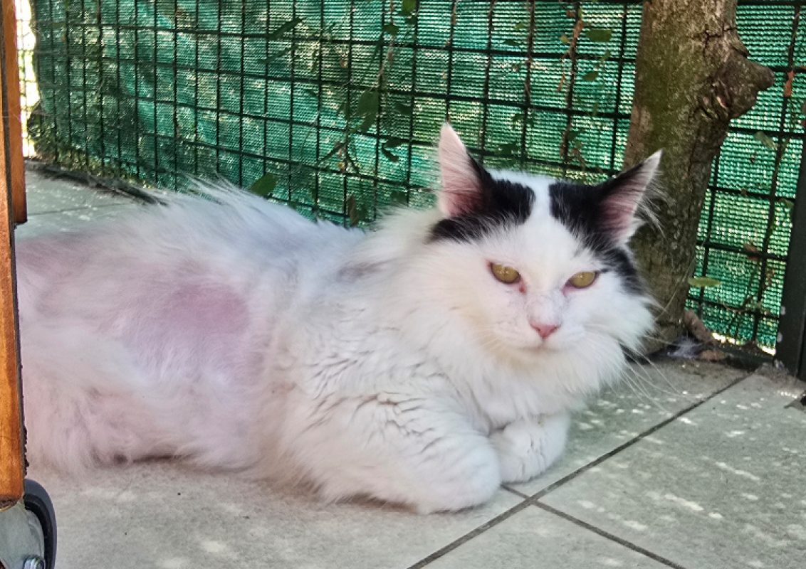 Boxeur - Chat Européen à adopter - photo 3