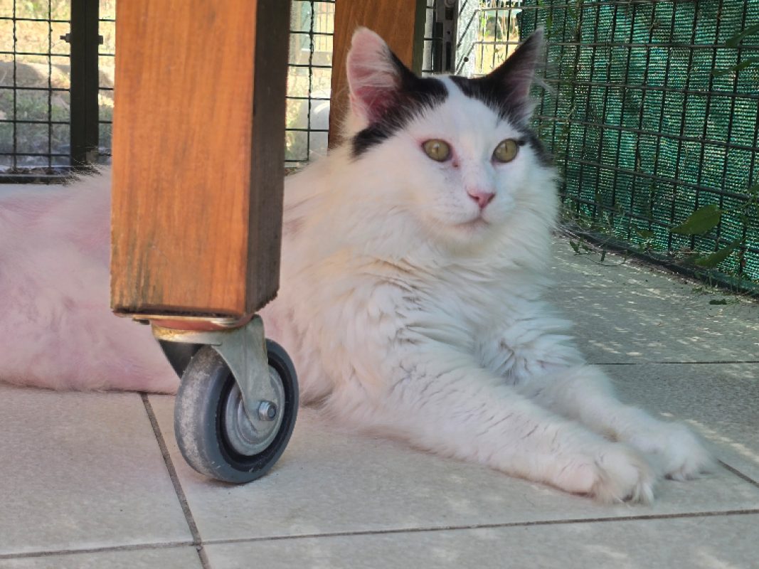 Boxeur - Chat Européen à adopter - photo 4