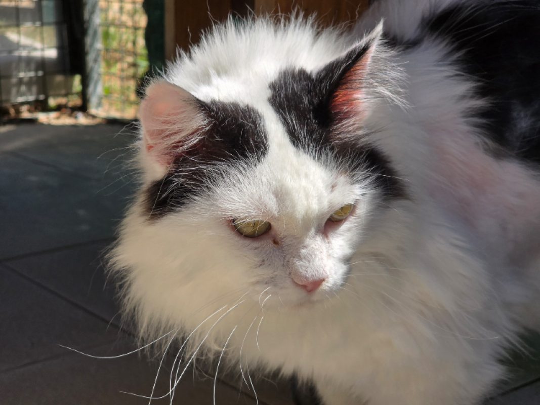 Boxeur - Chat Européen à adopter - photo 6