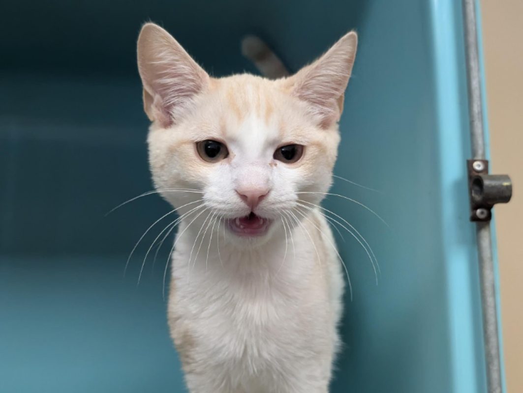 Biscuit - Chat Européen à adopter