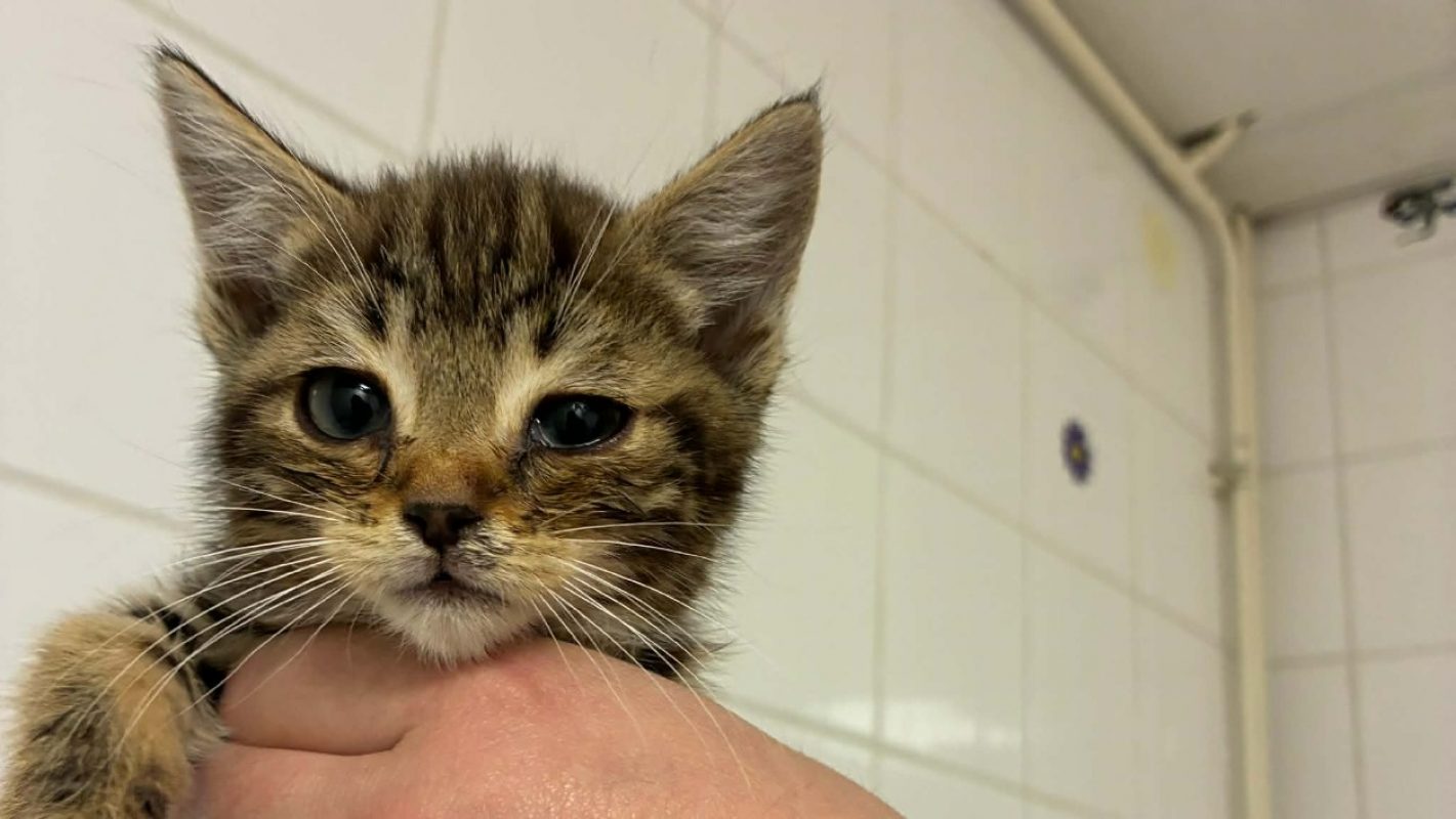 Railey - Chat Européen à adopter
