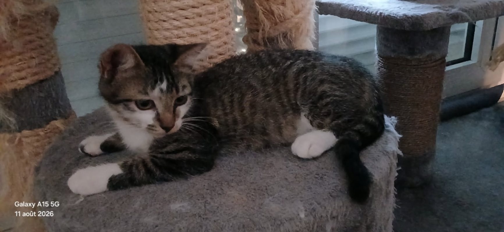 Brume - Chat Européen à adopter
