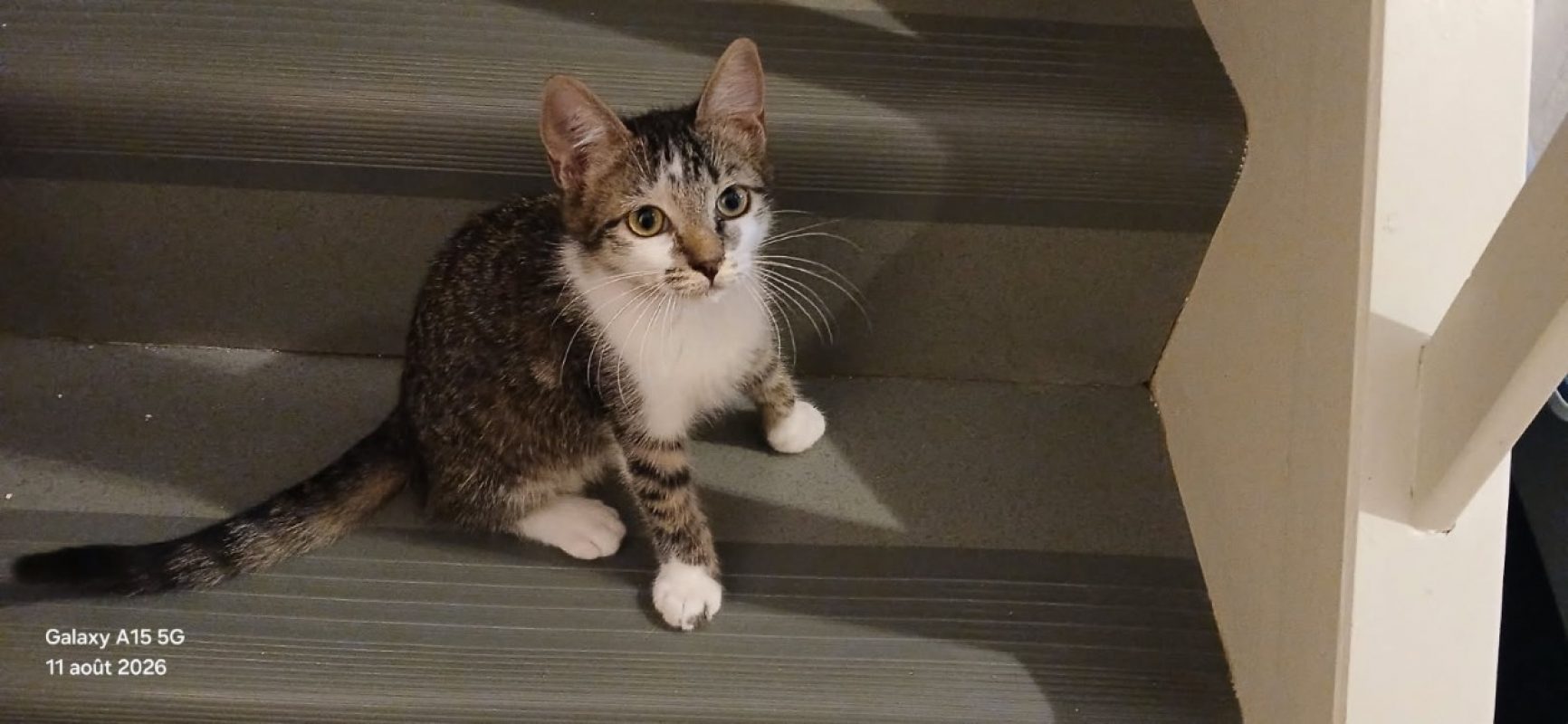 Brume - Chat Européen à adopter - photo 2