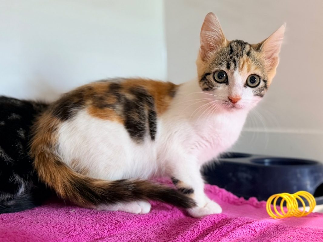 Smacks - Chat Européen à adopter