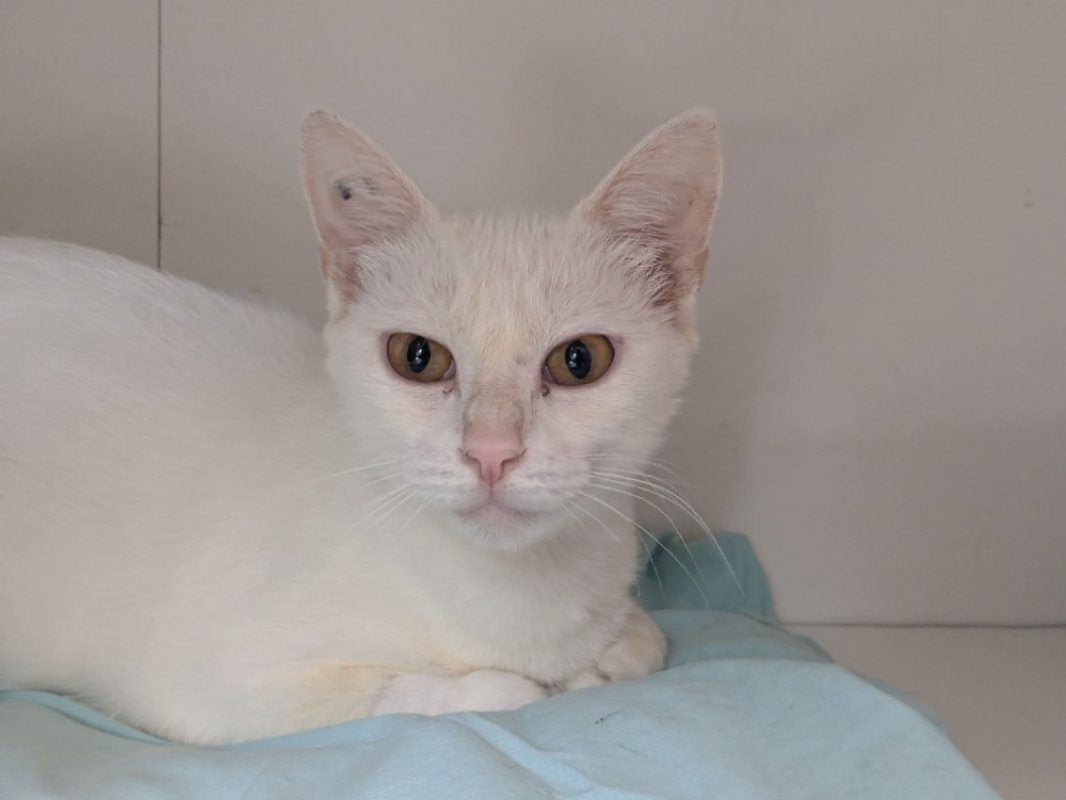 Blanche - Chat Européen à adopter