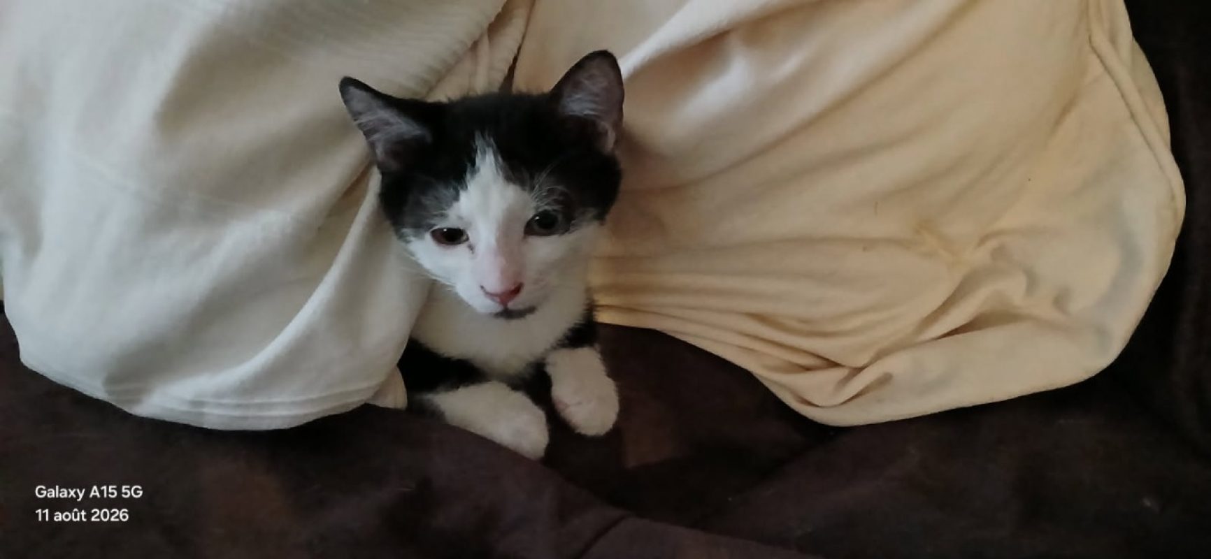 Boreas - Chat Européen à adopter