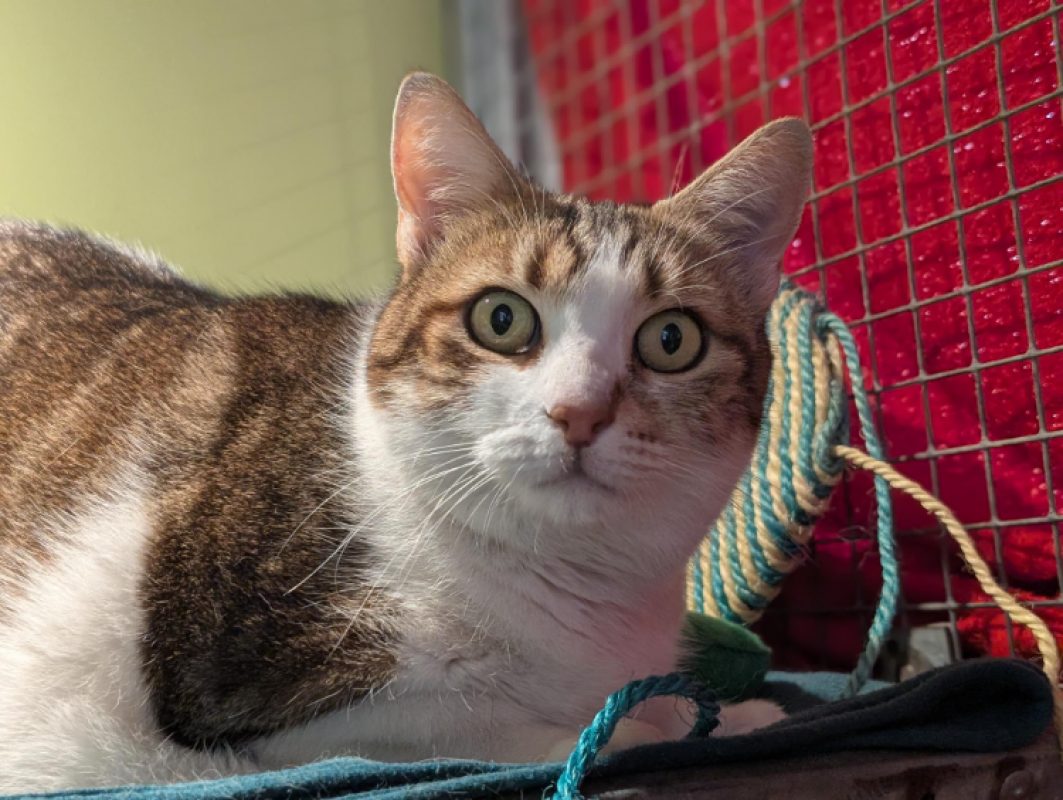 Speedy - Chat Européen à adopter