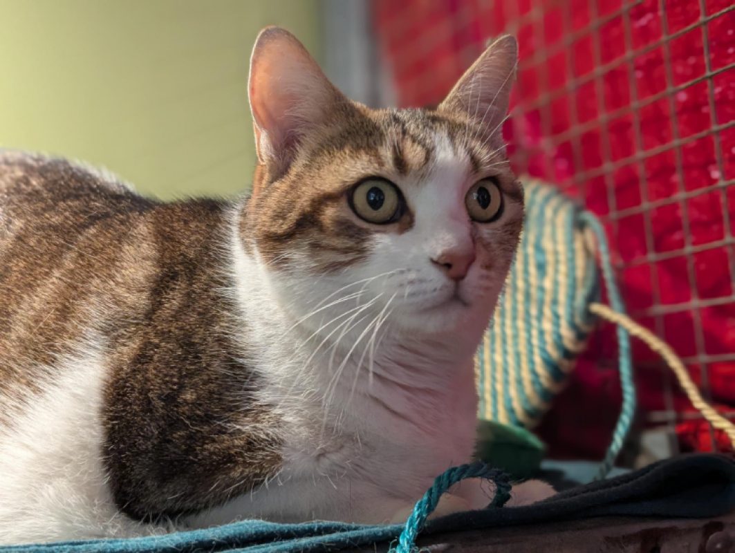 Speedy - Chat Européen à adopter - photo 4