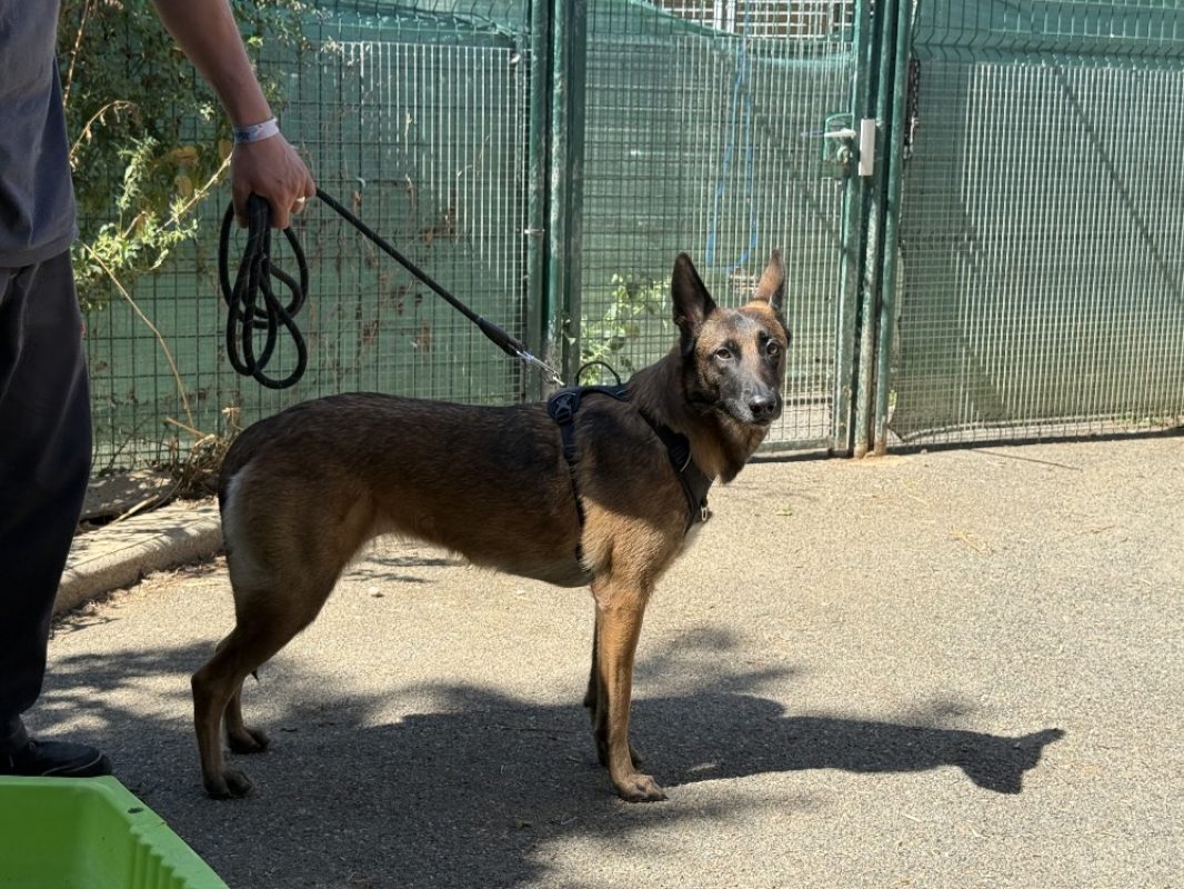 Orka - Chien Berger Belge Malinois à adopter