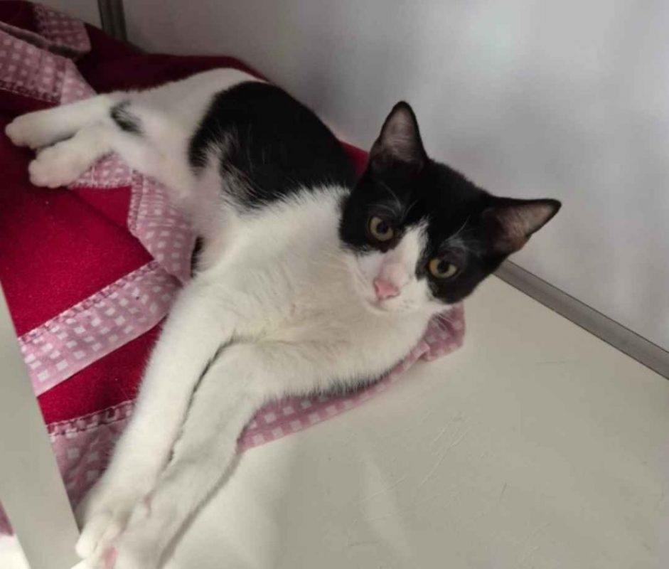 Bree - Chat Européen à adopter