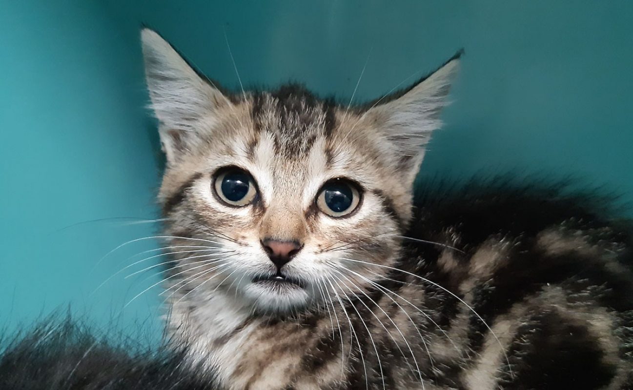 Cagette - Chat Européen à adopter