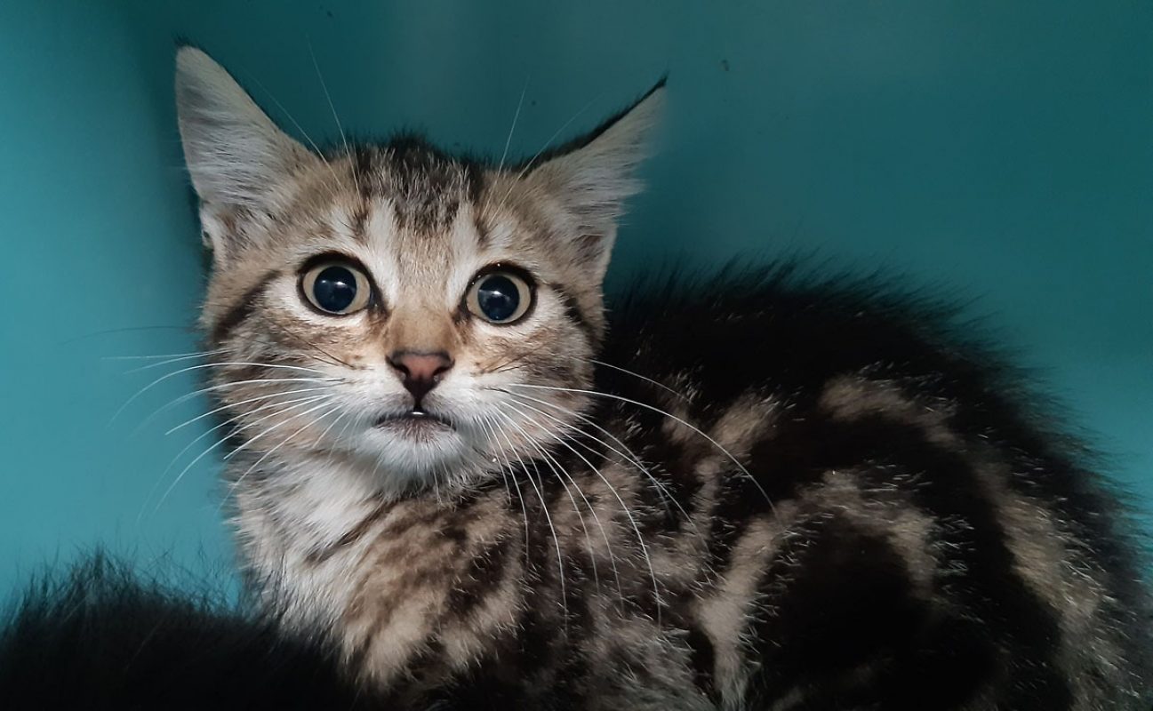 Cagette - Chat Européen à adopter - photo 2