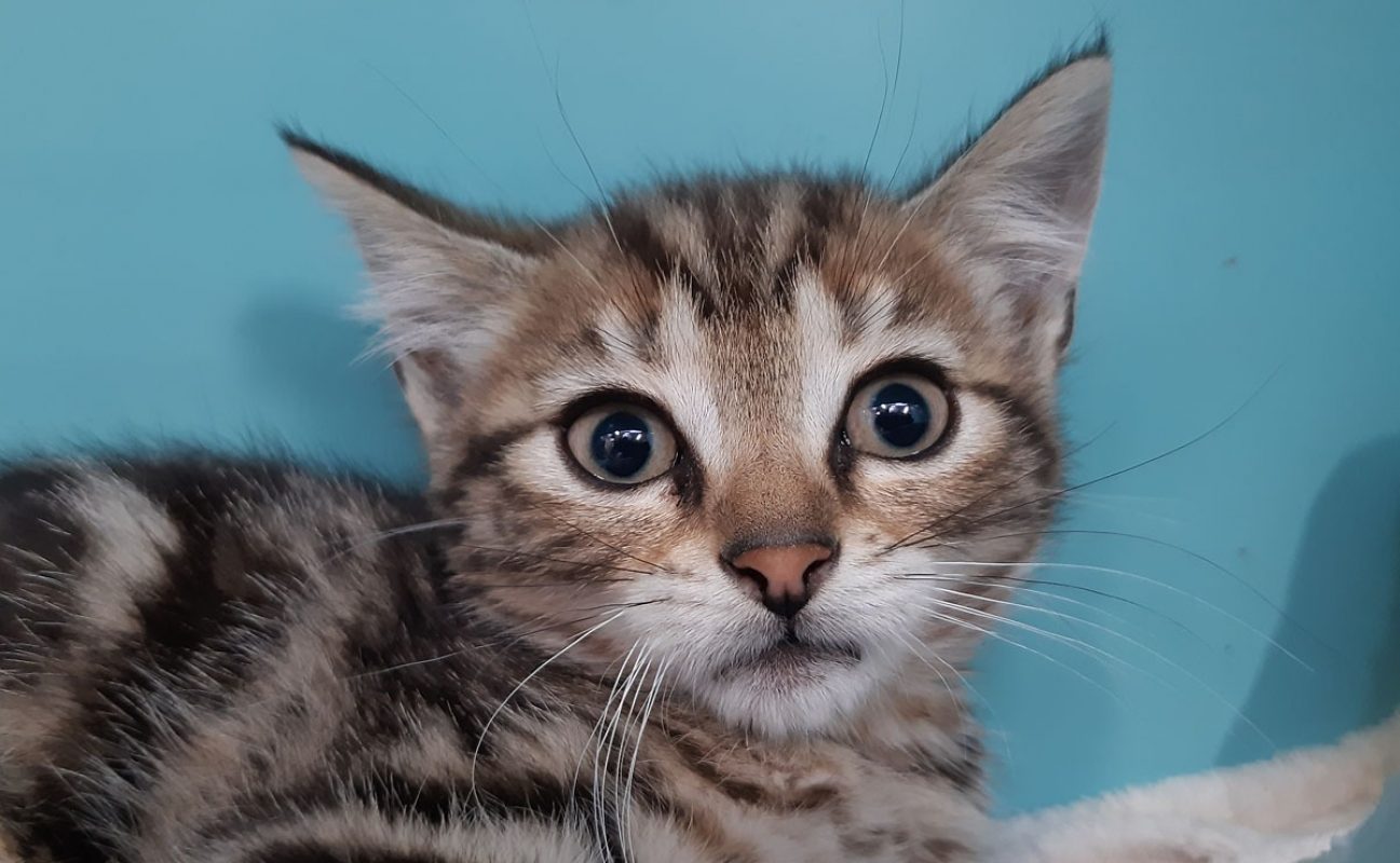 Cefixi - Chat Européen à adopter