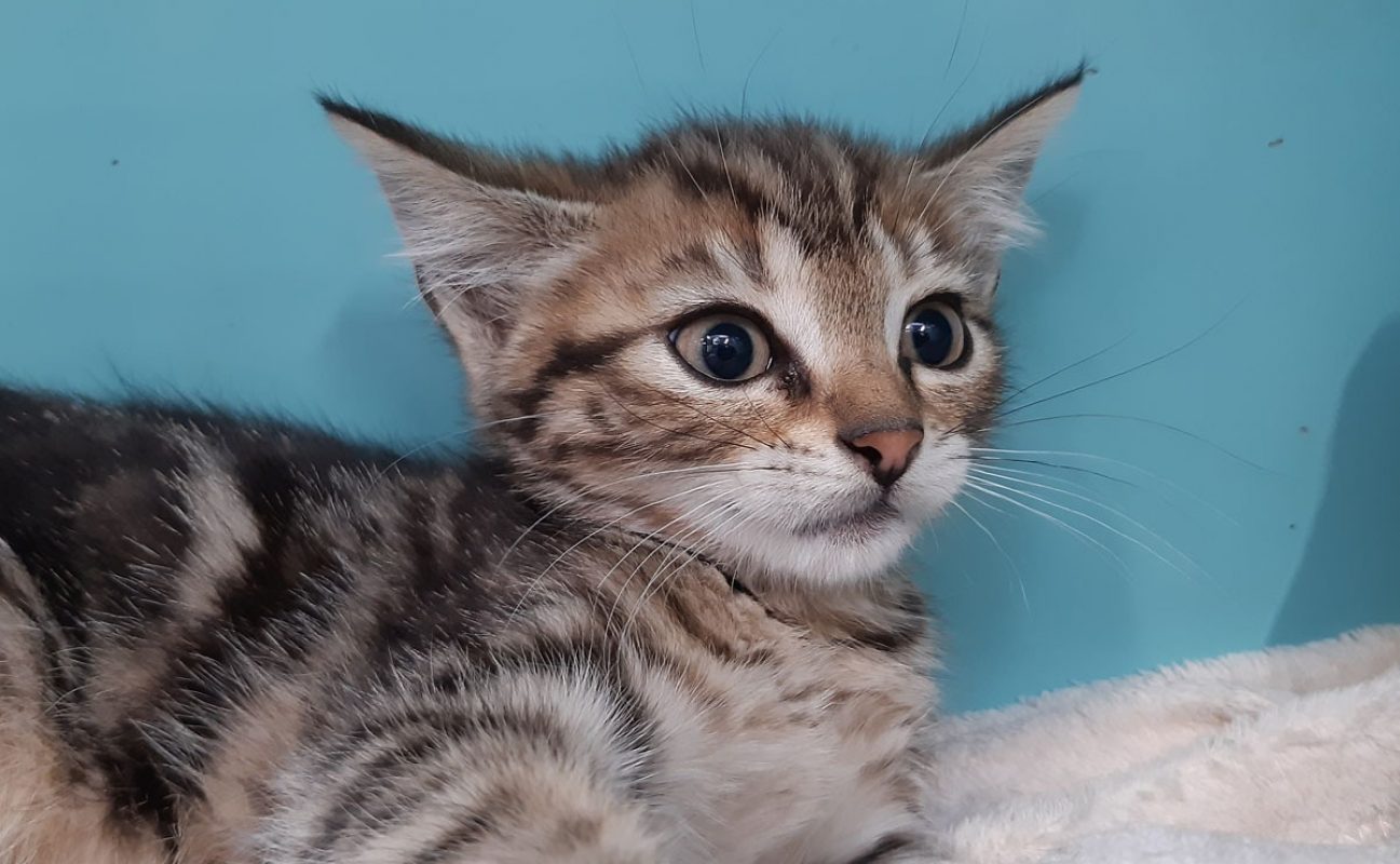 Cefixi - Chat Européen à adopter - photo 2