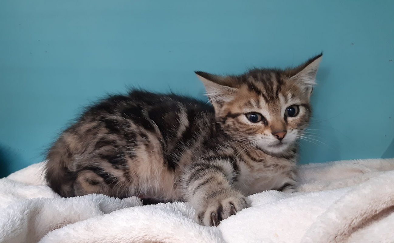 Cefixi - Chat Européen à adopter - photo 3