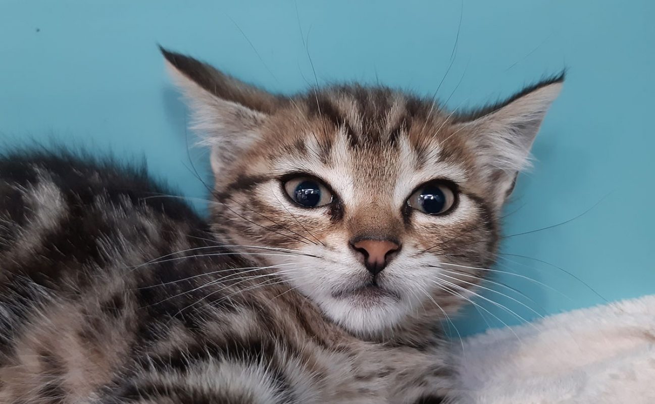 Cefixi - Chat Européen à adopter - photo 4