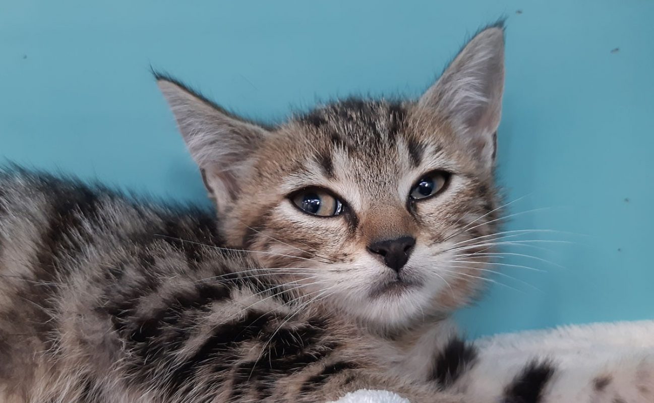 Cloxa - Chat Européen à adopter