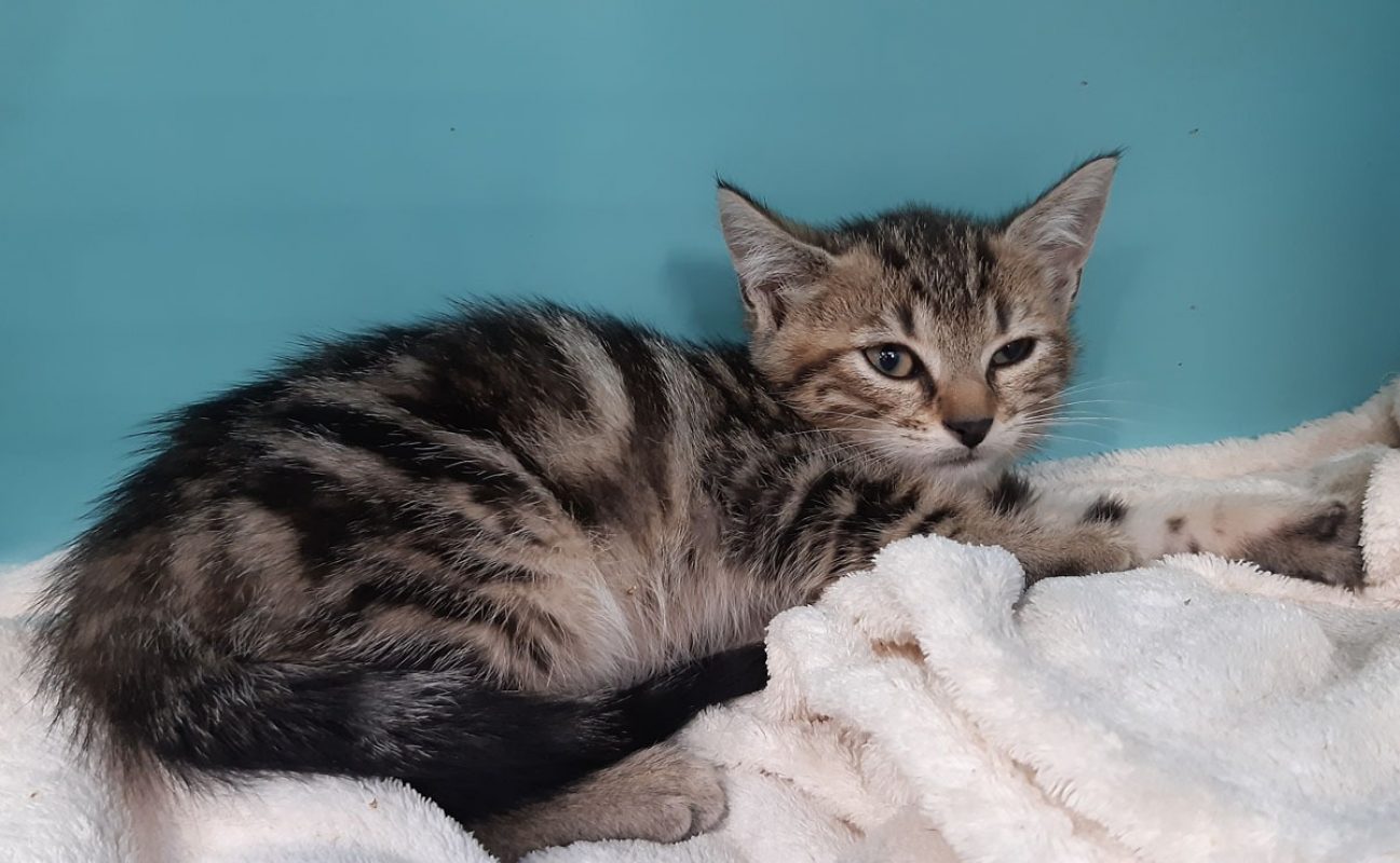 Cloxa - Chat Européen à adopter - photo 2