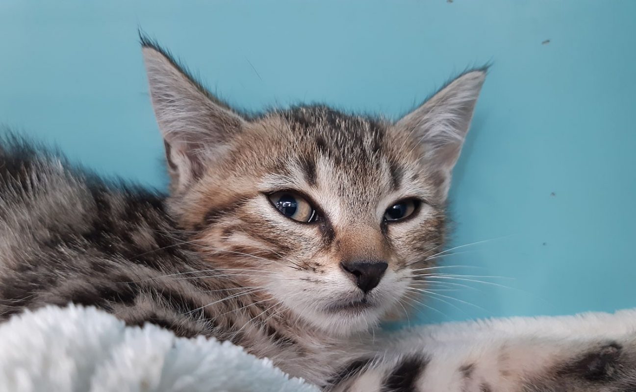 Cloxa - Chat Européen à adopter - photo 3