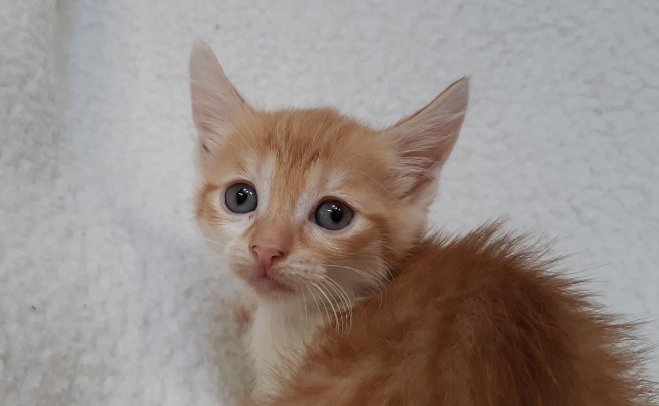 Virgule - Chat Européen à adopter