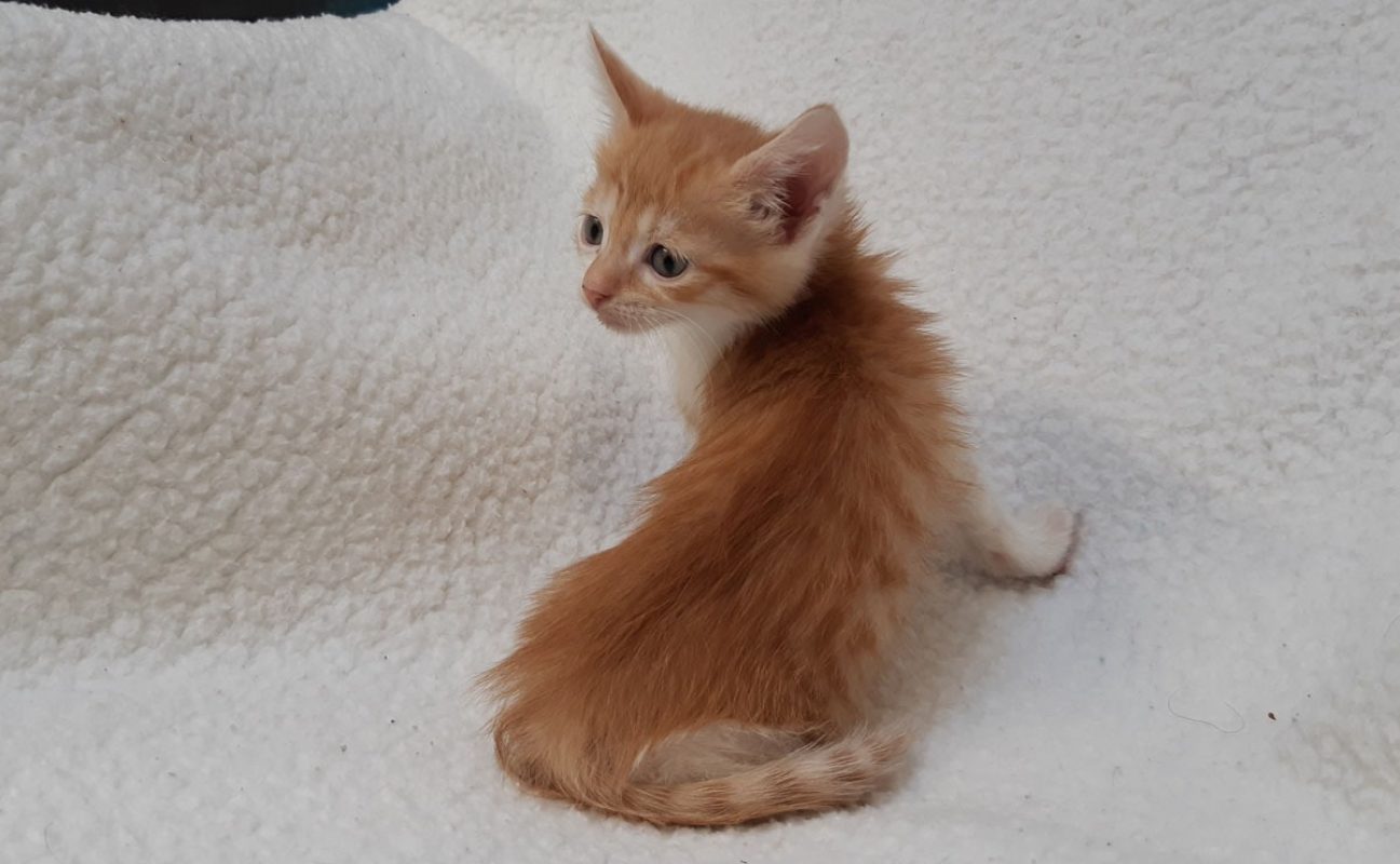 Virgule - Chat Européen à adopter - photo 2