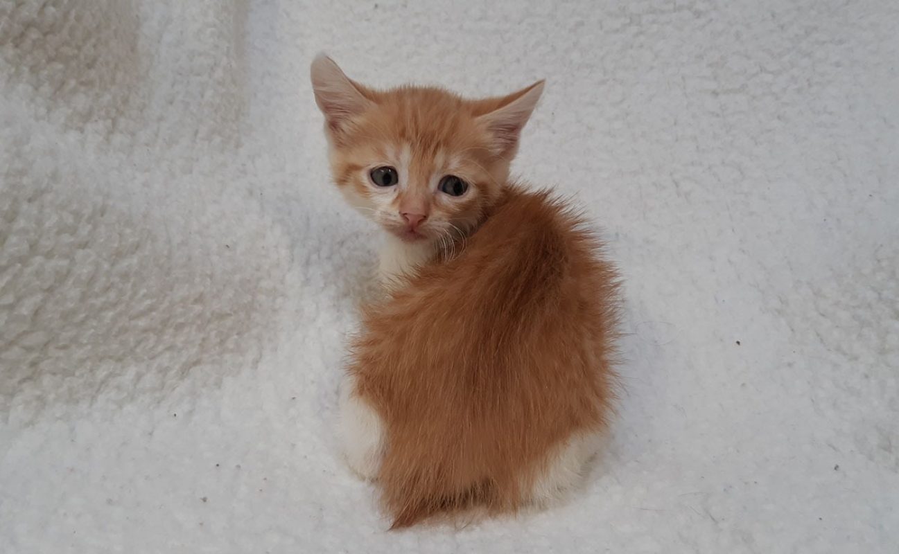 Virgule - Chat Européen à adopter - photo 3