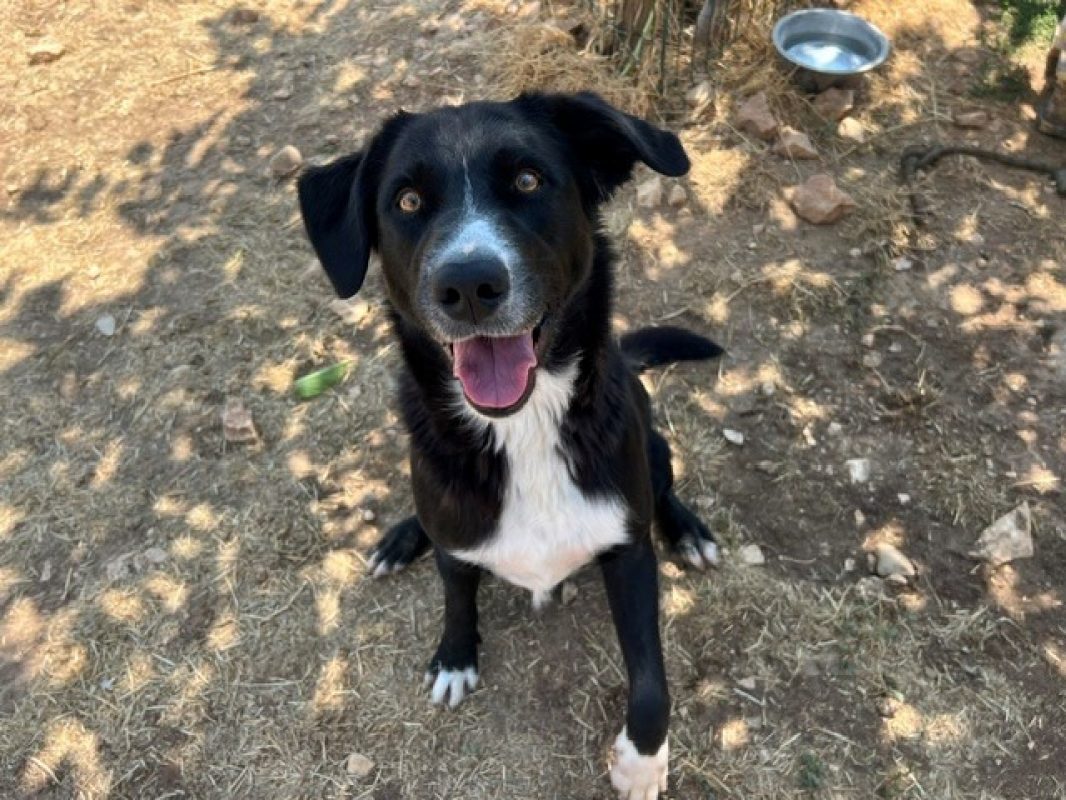 Woods - Chien à adopter