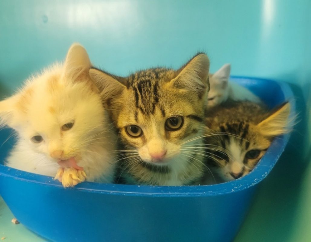 Nick - Chat Européen à adopter
