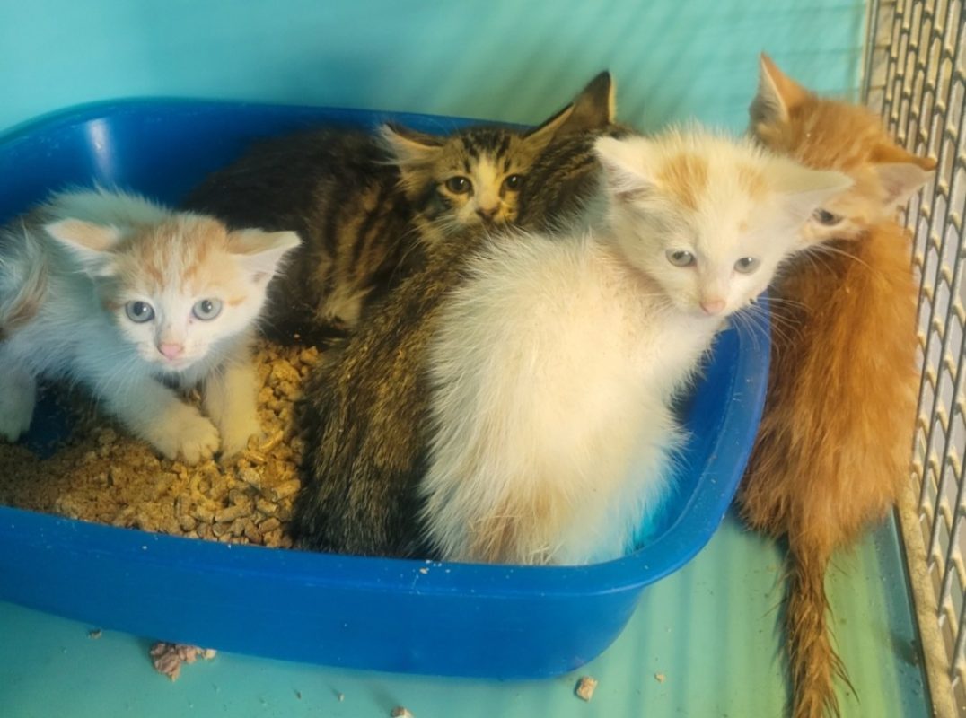 Rick - Chat Européen à adopter