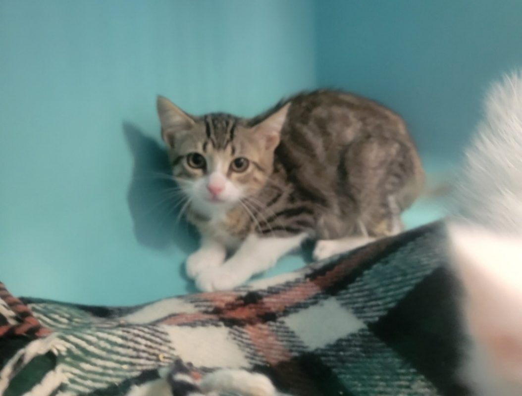 Chris - Chat Européen à adopter