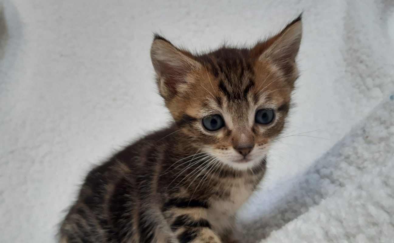 Visko - Chat Européen à adopter