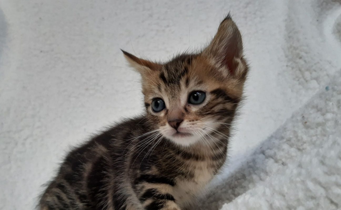 Visko - Chat Européen à adopter - photo 2